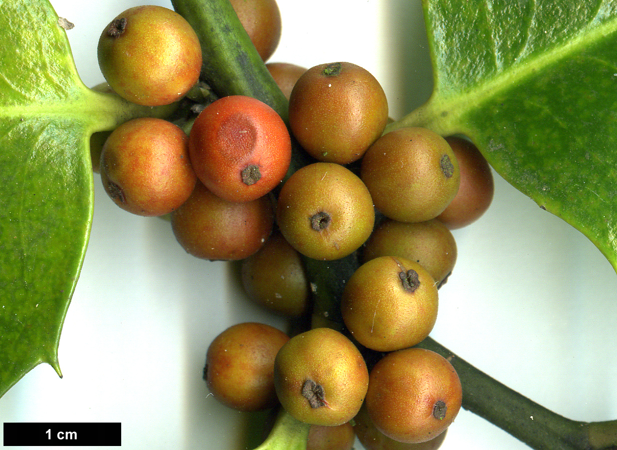 High resolution image: Family: Aquifoliaceae - Genus: Ilex - Taxon: ×koehneana (I.aquifolium × I. latifolia)